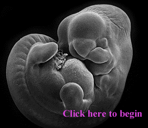 Embryo Images Online
