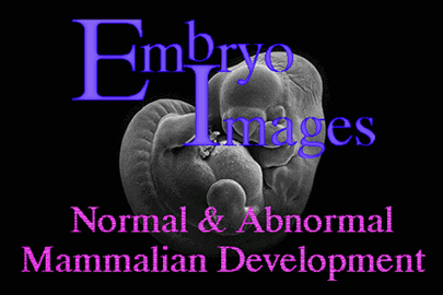 www.med.unc.edu/embryo_images/unit-welcome/intro.gif