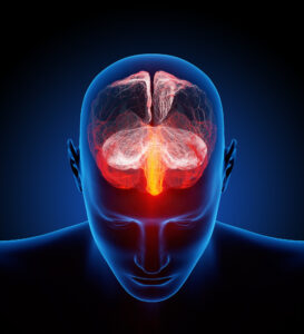 digital image of the human brain