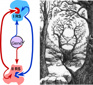 Pictures used to describe Figure 1. Dual genetic ancestry and catalytic interdependence of Class I and II aaRS