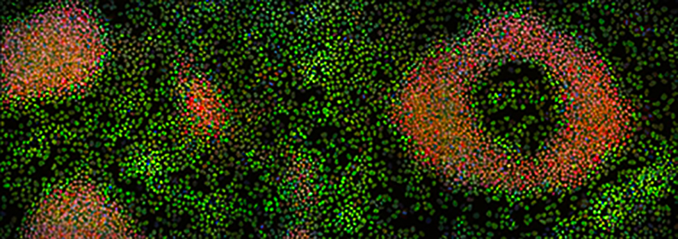 Cell art by Cook lab