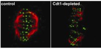 Mitotic spindle-chromosome attachments, marked in green, become unstable (on the right) compared to normal (on the left). Credit: Cook and Salmon labs, UNC.