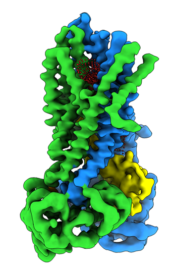 3-D structure of CF protein in active, inactive states