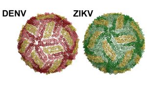 images shown Dengue virus particle on the left. Zika on the right