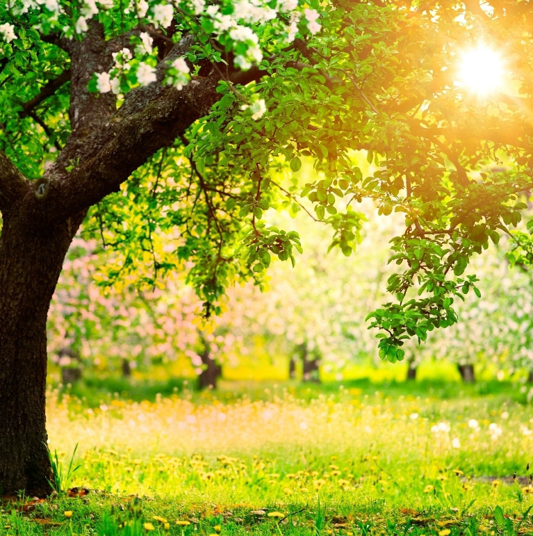 photo of tree in sunshine with flowers