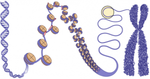 epigenetics dna image from Brian Strahl