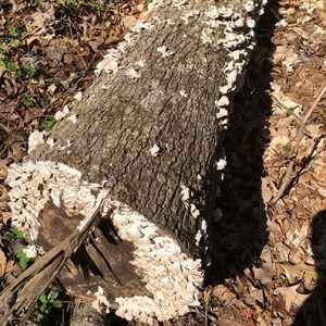 white rot fungi