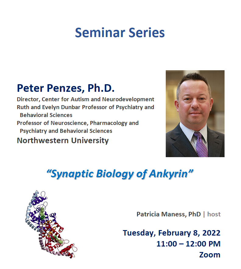 BCBP Seminar Series Peter Penzes, Ph.D. Director, Center for Autism and Neurodevelopment Ruth and Evelyn Dunbar Professor of Psychiatry and Behavioral Sciences Professor of Neuroscience, Pharmacology and Psychiatry and Behavioral Sciences Northwestern University talk title “Synaptic Biology of Ankyrin” Patricia Maness, PhD host Tuesday, February 8, 2022 11:00 – 12:00 PM Zoom