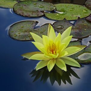 yellow lilly pad flower on water