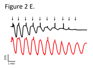 chart that shows one of the key findings of the paper: P2Y1 receptor-mutant mice (red lines) fail to desensitize to repeated ADP stimulation, compared to mice with wild-type P2Y1receptor (black lines). 