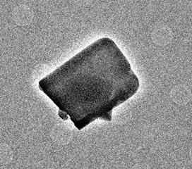 Electron micrograph of a micron size biotin crystal 