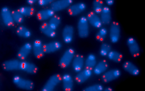 telomere microscope image