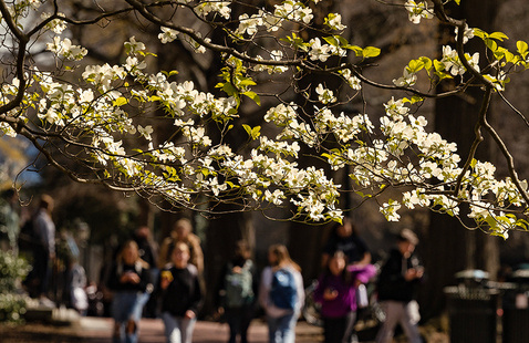 white blooming flowers on a tree on campus with diverse people walking in the distance to class