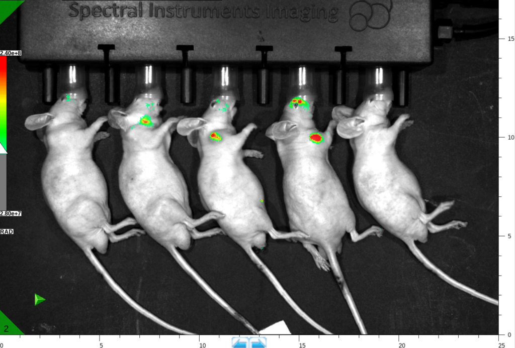 Rat brain image 1