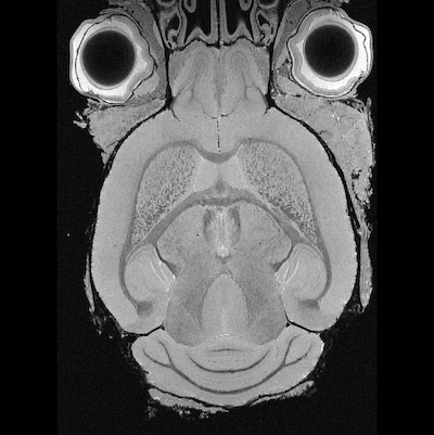 MGE Mouse Head Gd-Stained MRI