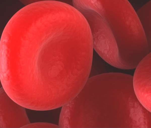 red blood cells under microscope