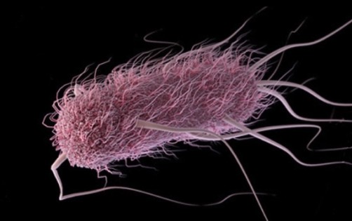image of bacterium under microscope