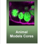 image for link to animal models page