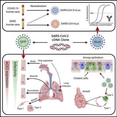 UNC CF Tissue Procurement and Cell Culture Core