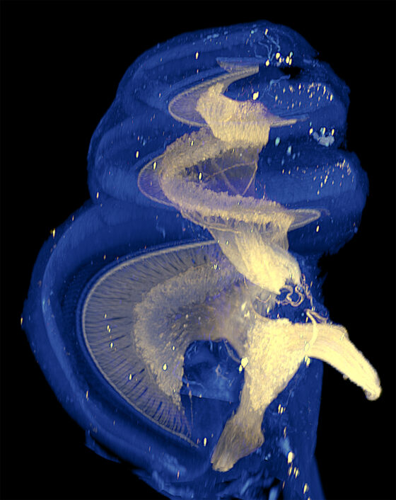 Gerbil Cochlea from Drs. Hutson and Fitzpatrick