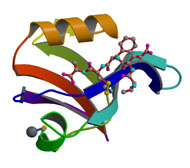 ribbon diagram of a protein