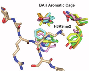 Structural conservation of the BAH domain across distinct phyla points to a conserved histone-binding mechanism for the BAH domains of human PBRM1 (DOI: 10.1016/j.jbc.2023.104996).