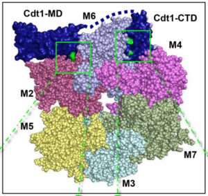 Homology model of the human MCM2-7-Cdt1 complex (DOI:10.1091/mbc.E18-04-0242).