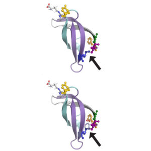 Cycloheximide experiments measure SMN protein stability in F70S Tudor domain mutants (DOI: 10.1242/dmm.043307).