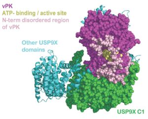 KSHV Viral Protein Kinase Interacts with USP9X to Modulate the Viral Lifecycle (DOI: 10.1128/jvi.01763-22).