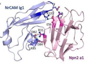 Structural Interactions of NrCAM in the Sema3F Holoreceptor Complex (DOI:10.1007/s12035-021-02373-2).
