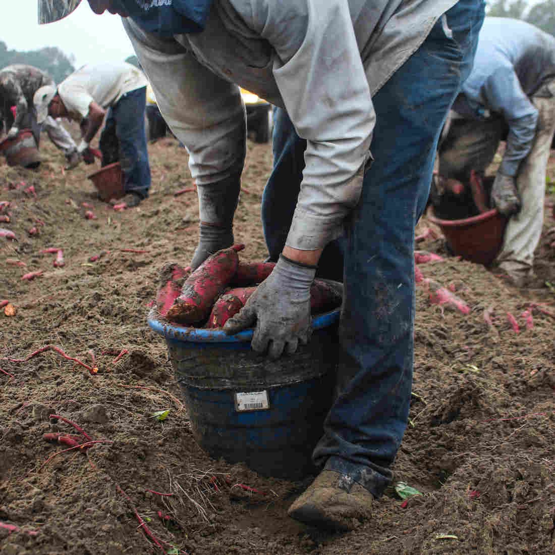 Migrant farm workers program