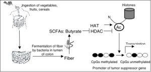 A diagram showing how ingestion of vegetable fiber by mice ferments into butyrate, a potent histone deacetylase (HDAC) inhibitor, which in turn promotes a tumor suppressor gene.