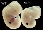 A wild-type and mutant E12.5 mice embryos with arrows pointing at their livers.