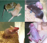 Four panels of mice showing the effects of the mutated MMTV-Cre transgene which causes severe skin inflammation. Each panel is described in the text.
