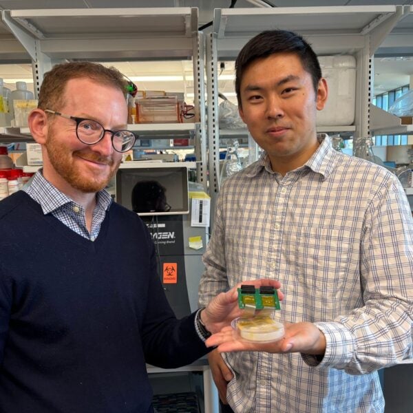 Jason-Stein-Wubin-Bai-ICS-brain-organoid-sensor-technology