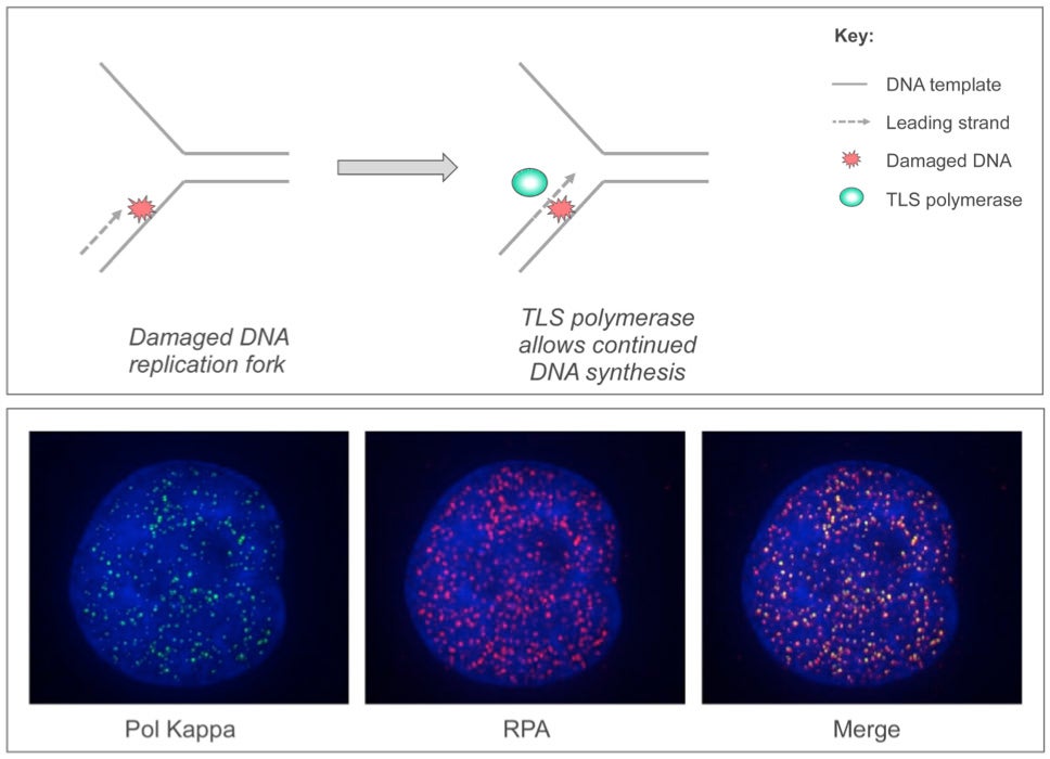 Figure 1_Vaziri Vaziri_fig.1