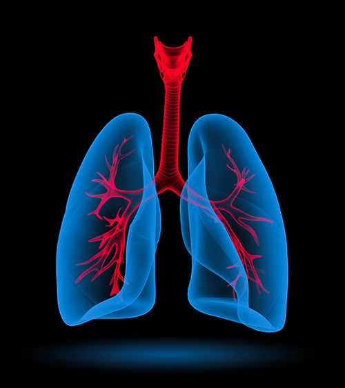 Rendering of the lungs.