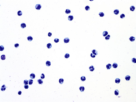 Purified murine PB monocytes