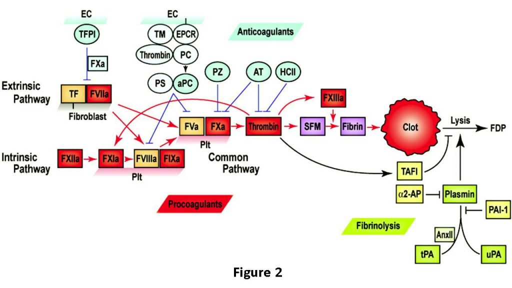 Schematic of the coagulation cascade, with inhibitors. Description of important features in previous text.