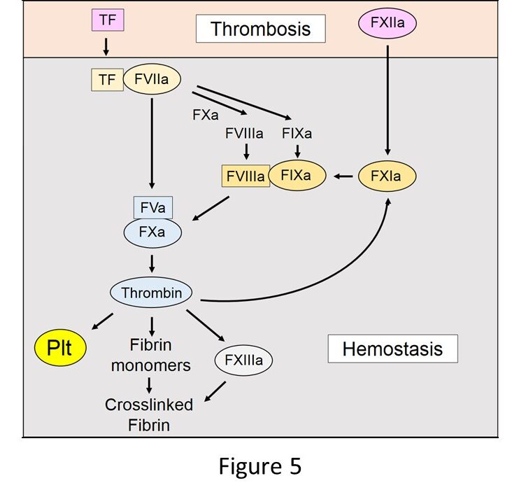 Schematic representation of coagulation cascade in thrombosis and hemostasis. TF forms a complex with FVIIa and leads to FVa-FXa complex. FXIIa generates FXIa, which contributes to FVIIIa-FIXa complex, which contributes to FVa-FXa complex, which creates a clot.