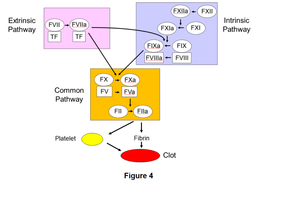 The coagulation cascade divided into the extrinsic pathway, consisting of the FVIIa:TF complex and the intrinsic pathway, which follows a pathway of activation from FXII to FXIIa, then FX to FXa, then FXI to FXIa and FVIII to FVIIa. The two are activated by the FVIIa:TF complex. Both pathways go to the common pathway, which follows the activation pathway of FX to FXa and FV to FVa, then FII to FIIa, which, along with platelets, leads to fibrin clots.