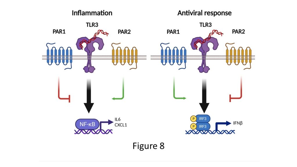 Figure 8. In the inflammation pathway, TLR3 increases expression of IL6 and CXCL1. This pathway is inhibited by PAR1 and increased by PAR2. In the antiviral response, TLR3 increases expression of INF-beta. This pathway is inhibited by PAR2 and increased by PAR1.
