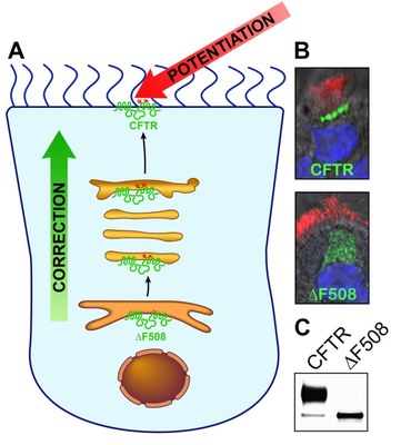 Correction and Potentiation of CFTR. 