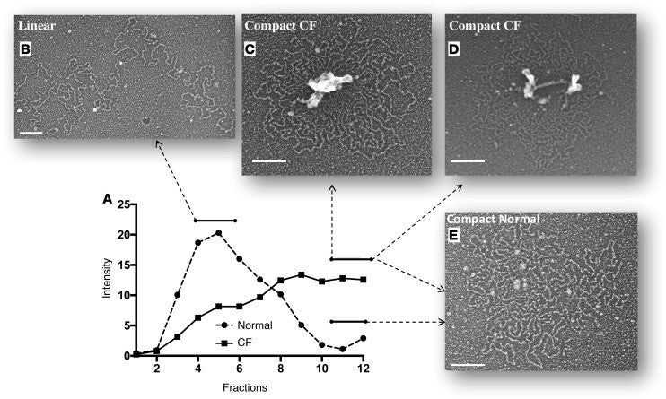 A figure comprised of a graph and transmission electron micrographs. A detailed description is in the figure caption.