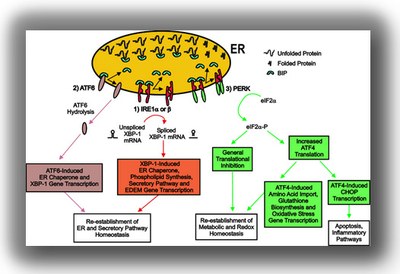  Figure 1. UPR pathways in mammalian cells. From Ribeiro and O’Neal (2012): ER Stress in Chronic Obstructive Lung Diseases. Curr Mol Med. 12:872-82.