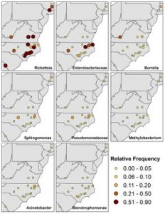 Difference in Tick Microbiome in the Eastern USA