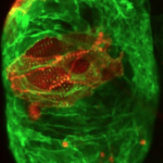 Fluorescent protein-labeled zebrafish ventricle from Liu Lab