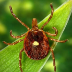 From USA Today: Female "lone star ticks" are known for the white marking on their back. (Photo: James Gathany)