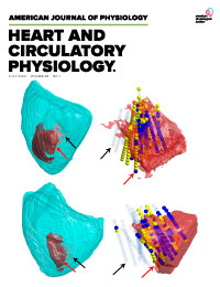 American Journal of Physiology-Heart and Circulatory Physiology
