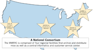 A National Consortium. The MMRRC is comprised of four regional that archive and distribute mice as well as a central informatics and customer service center.
